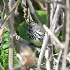 Anairetes flavirostris