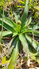 Eryngium elegans