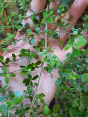 Coprosma dumosa