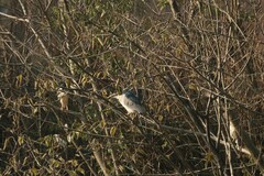 Nycticorax nycticorax nycticorax