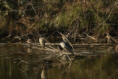 Nycticorax nycticorax nycticorax