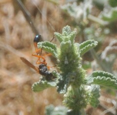 Sphecidae