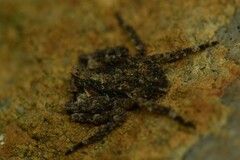 Stephanopis altifrons