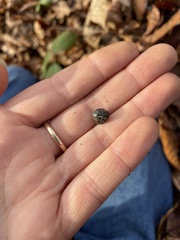 Armadillidium versicolor