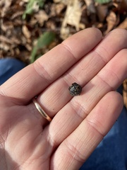 Armadillidium versicolor