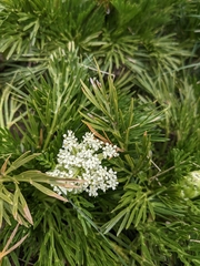 Aciphylla glacialis