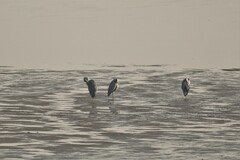 Ardea cinerea jouyi