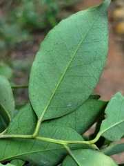 Ilex ficoidea