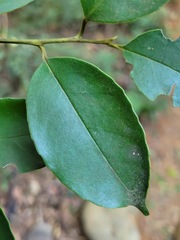 Ilex ficoidea
