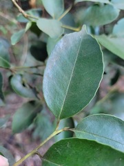 Ilex ficoidea