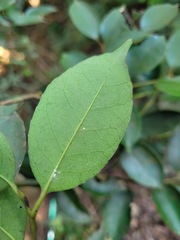 Ilex ficoidea