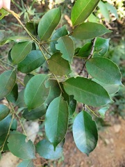 Ilex ficoidea