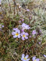 Euphrasia collina diversicolor