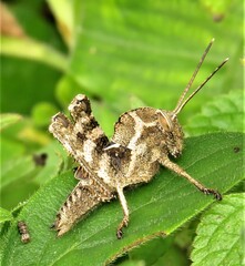 Abisares viridipennis
