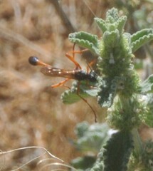 Sphecidae