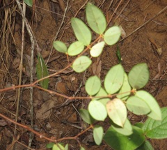Synaptolepis oliveriana