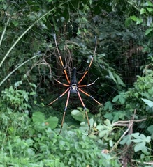 Nephila