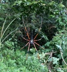 Nephila