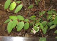 Synaptolepis oliveriana
