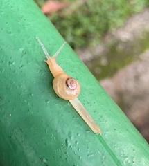 Helicarion perfragilis
