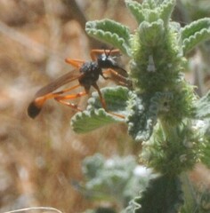 Sphecidae