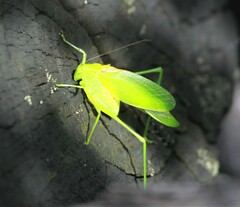 Amblycorypha oblongifolia