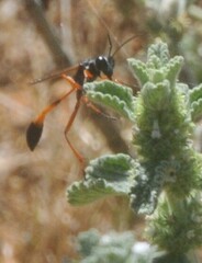 Sphecidae