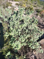 Malva subovata