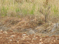 Burhinus oedicnemus