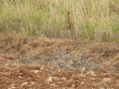 Burhinus oedicnemus