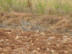 Burhinus oedicnemus