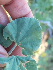 Malva subovata