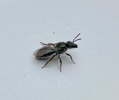 Lasioglossum viride
