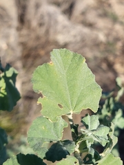 Malva subovata