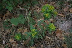Euphorbia epithymoides
