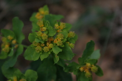 Euphorbia epithymoides