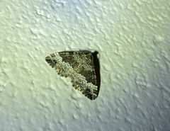 Chrysolarentia argocyma