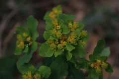 Euphorbia epithymoides
