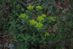 Euphorbia epithymoides