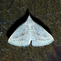 Macrochilo hypocritalis