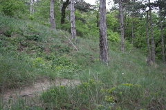 Euphorbia epithymoides