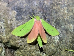 Aenetus eximia