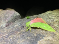 Aenetus eximia