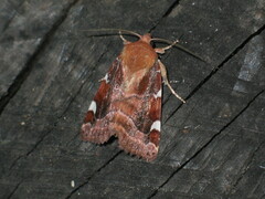 Cosmia diffinis