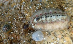 Acanthochitona fascicularis