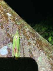 Aenetus eximia