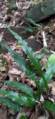 Leptochilus wrightii