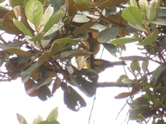 Myioborus ornatus