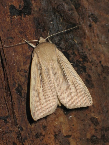 Southern Wainscot, photo 3 of 10