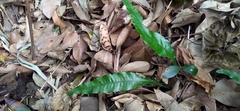 Leptochilus wrightii